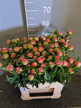 <h4>Paeo Coral Charm</h4>