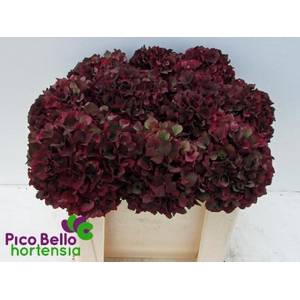 Hydrangea mag ruby red classic
