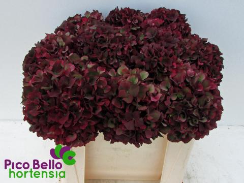 <h4>Hydrangea mag ruby red classic</h4>