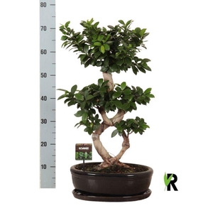 Ficus microcarpa 'Ginseng'