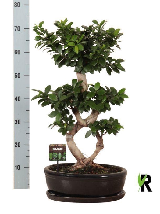 <h4>Ficus microcarpa 'Ginseng'</h4>