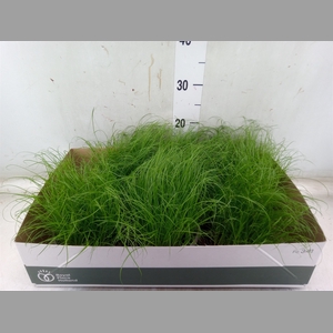 Cyperus alternifolius 'Zumula'
