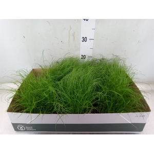 Cyperus alternifolius 'Zumula'