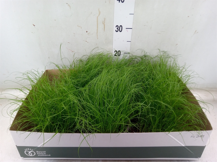 <h4>Cyperus alternifolius 'Zumula'</h4>