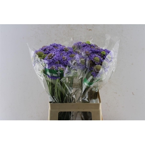 Scabiosa Focal Scoop Lavendel