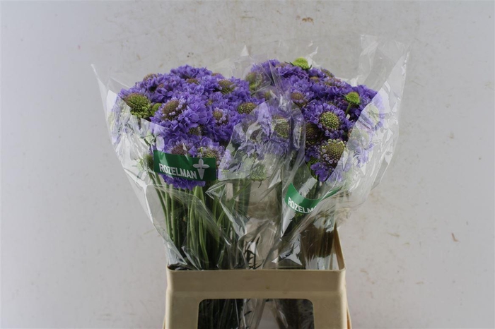 <h4>Scabiosa Focal Scoop Lavendel</h4>