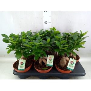 Ficus microcarpa 'Ginseng'