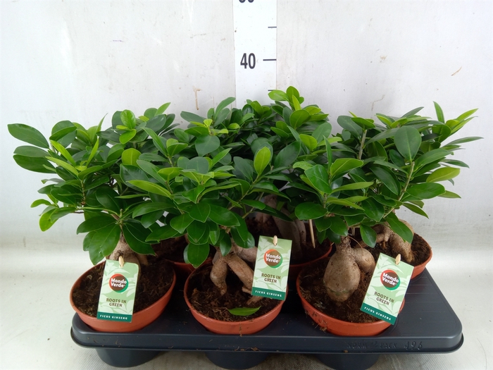 <h4>Ficus microcarpa 'Ginseng'</h4>