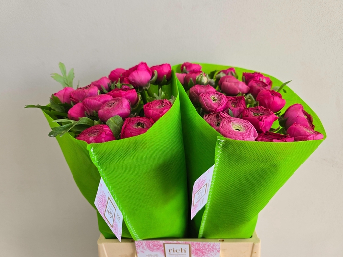 <h4>Ran Aazur Deep Rose</h4>