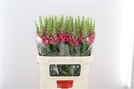 <h4>Antir Poto Rose</h4>