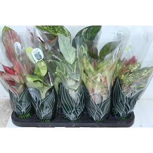 AGLAONEMA VARIADA P12 PREMIUM
