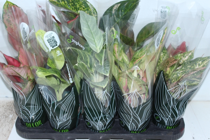 <h4>AGLAONEMA VARIADA P12 PREMIUM</h4>