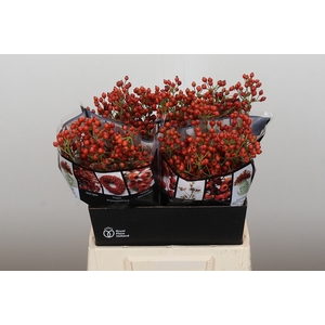 ROSA AUT ROSEFRUITS