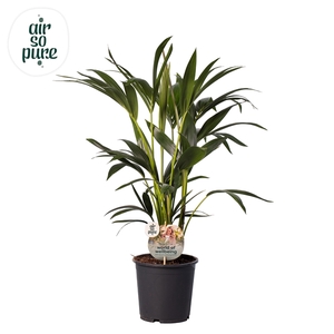 KENTIA - P19 H80 - 6PP - Air So Pure (Howea forsteriana)