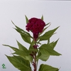 WAX APPEL H%