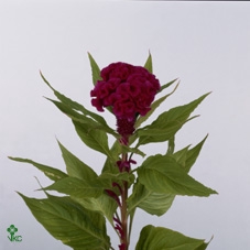WAX APPEL H%
