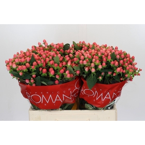 Hypericum Sweet Romance