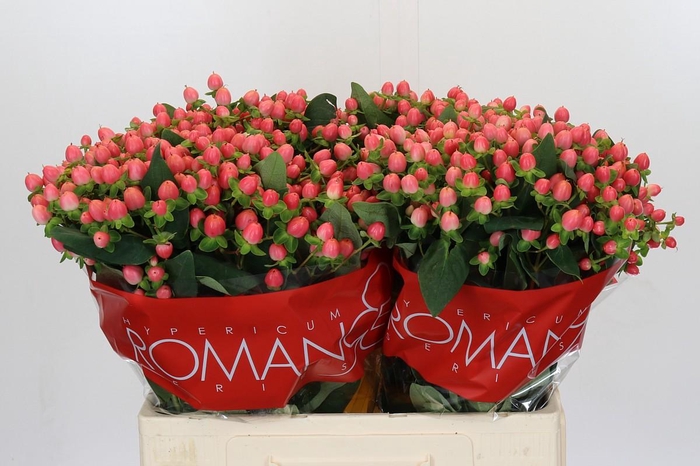 <h4>Hypericum Sweet Romance</h4>