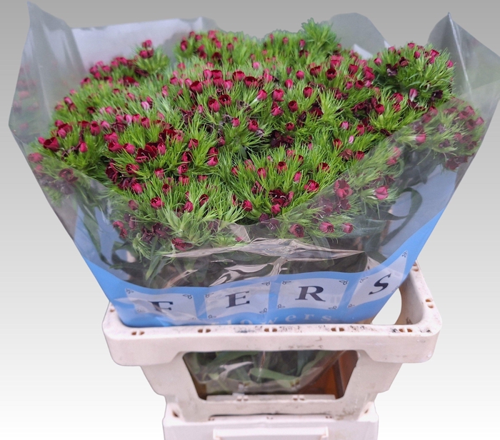 <h4>DI BARB S WILL RED</h4>