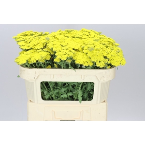 Achillea Moonshine