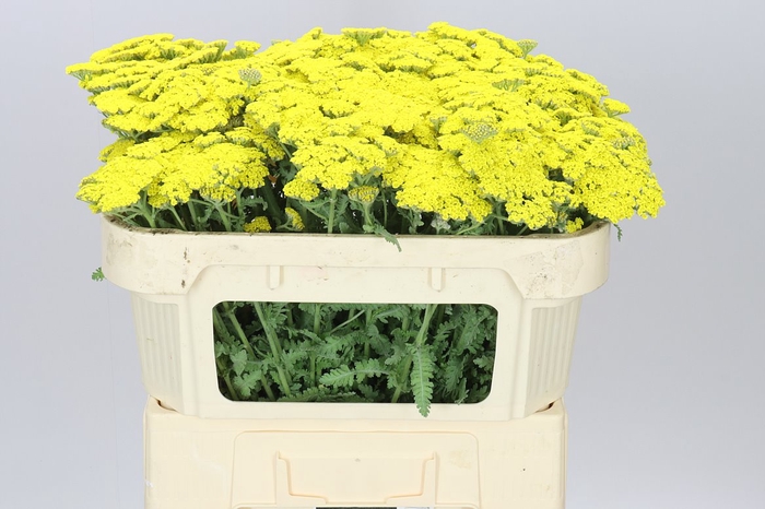 <h4>Achillea Moonshine</h4>