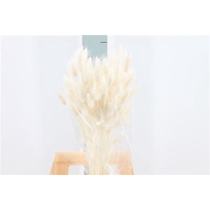 Dried Lagurus Bleached White Bs