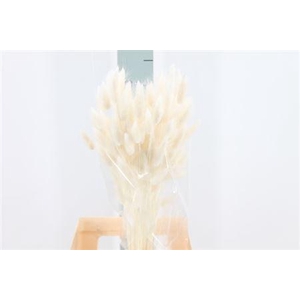 Dried Lagurus Bleached White Bs