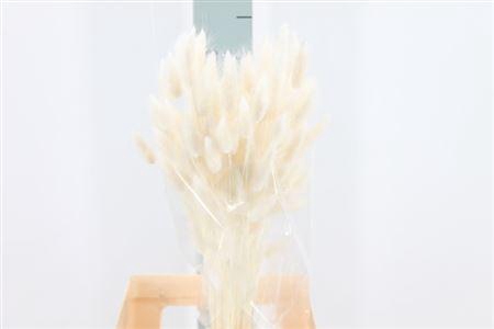 <h4>Dried Lagurus Bleached White Bs</h4>