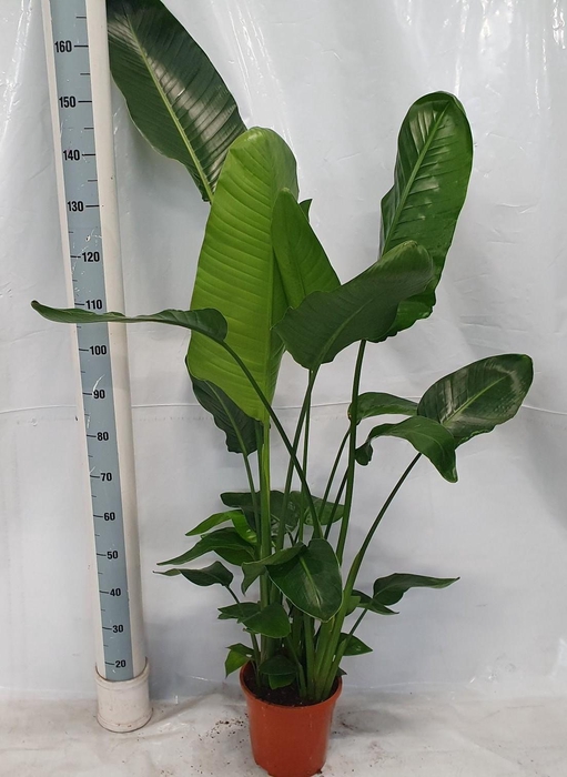 <h4>STRELITZIA NICOLAI</h4>