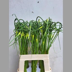 Allium Sat Ophioscor