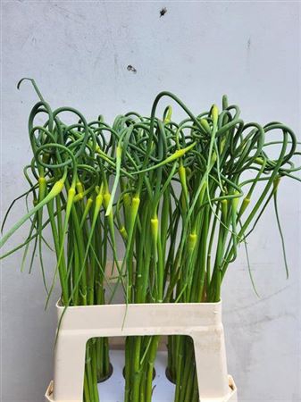 <h4>Allium Sat Ophioscor 65</h4>