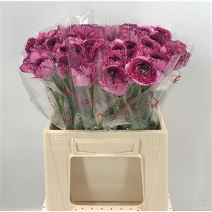 Ran Suc 1st Capp 751 Rosa/viola