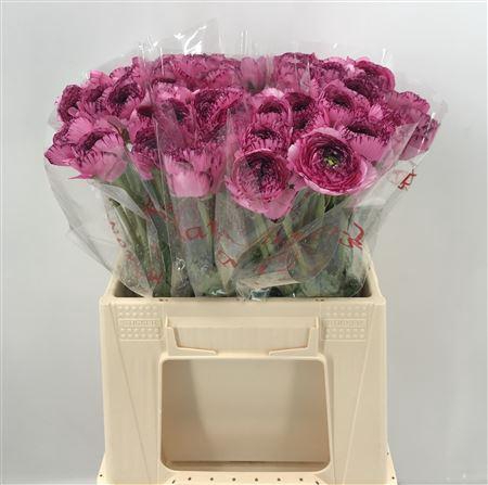 <h4>Ran Suc 1st Capp 751 Rosa/viola</h4>