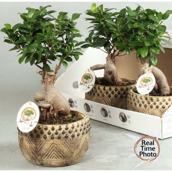 <h4>FIC MI GINSENG</h4>