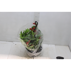 AESCHYNANTHUS SPECIOSUS C21