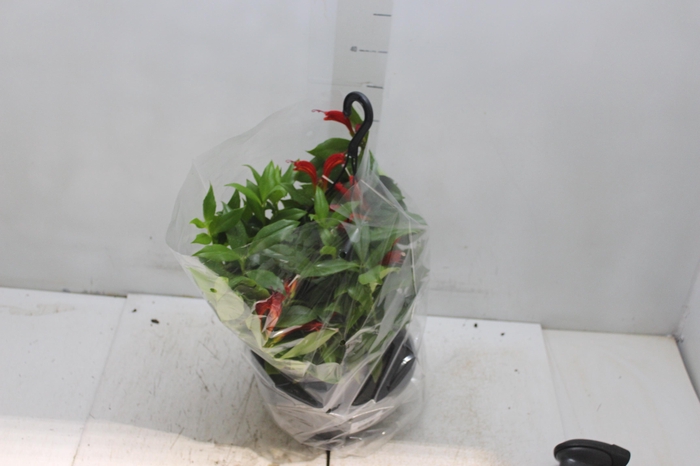 <h4>AESCHYNANTHUS SPECIOSUS C21</h4>