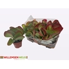 Kalanchoe thyrsiflora