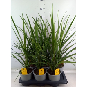 Cordyline indivisa 'Peko'