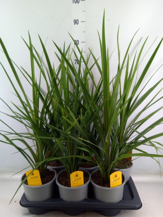 <h4>Cordyline indivisa 'Peko'</h4>