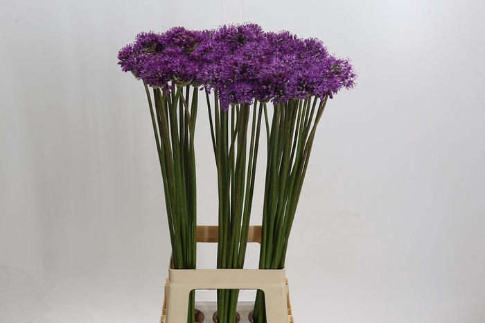 <h4>Allium Gladiator</h4>