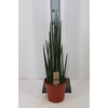 Sansevieria Bacularis P19