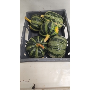 CUCURBITA