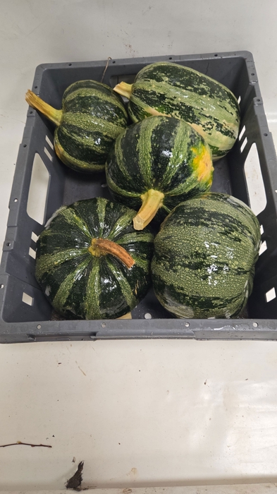 <h4>CUCURBITA</h4>
