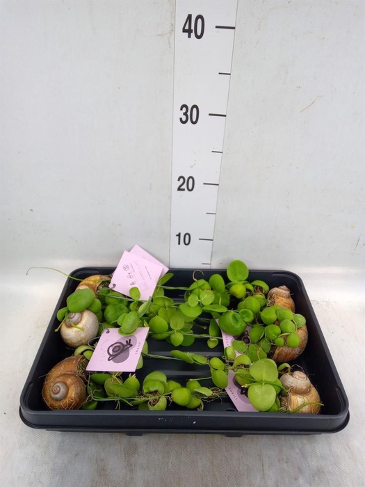 <h4>Arr.  Dischidia</h4>