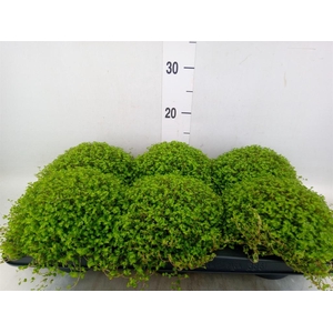 Soleirolia soleirolii   ...green