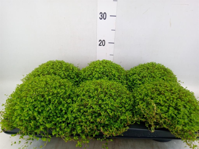 <h4>Soleirolia soleirolii   ...green</h4>