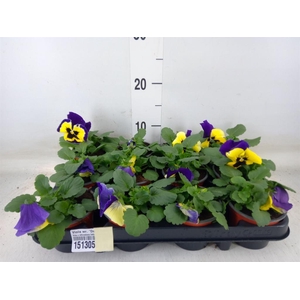 Viola wr. 'Delta Rose Surprise'