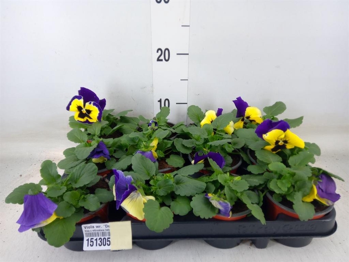 <h4>Viola wr. 'Delta Rose Surprise'</h4>