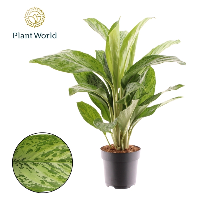 <h4>Aglaonema Greenlight</h4>