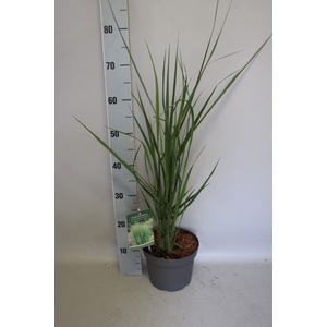 vaste planten 19 cm  Panicum Northwind